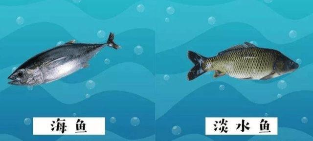 淡水鱼深海鱼什么梗配图