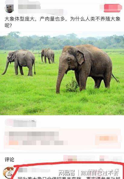 大象笑话梗是什么意思配图