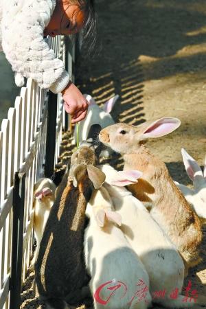 动物园兔子是什么梗配图