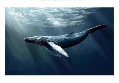 抖音鲸鱼的叫声是什么梗配图