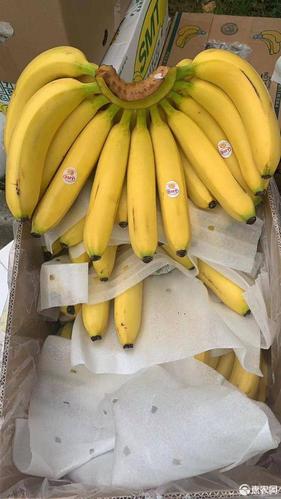 菲律宾香蕉什么梗配图