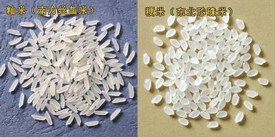 梗米和籼米有什么区别吗配图
