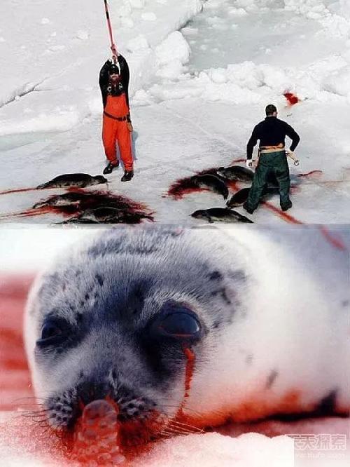 海豹必须死是什么梗配图