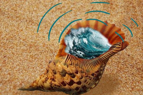 海螺有浪的声音是什么梗配图