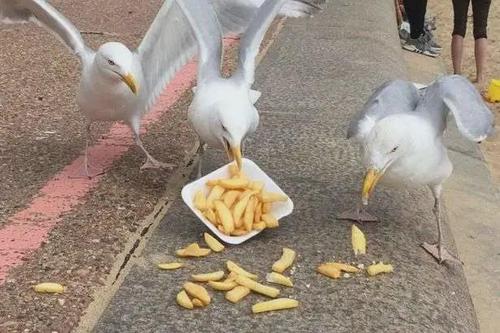 海鸥吃薯条是什么梗配图