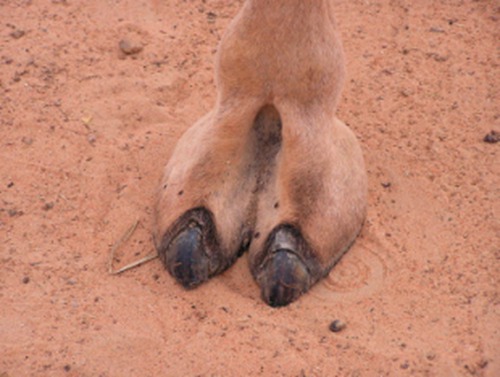 骆驼的脚趾什么梗配图