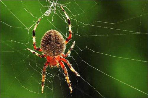结蜘蛛网是什么梗配图