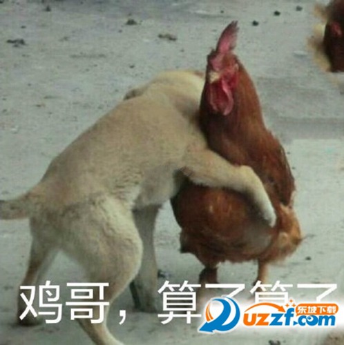 鸡哥算了算了是什么梗配图
