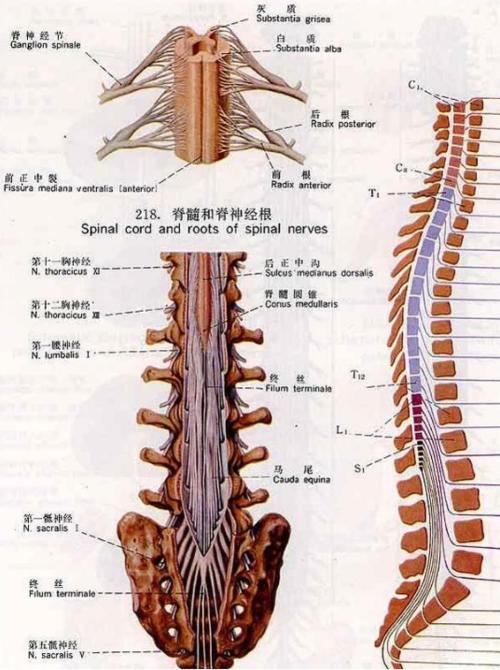 脊髓液是什么梗配图