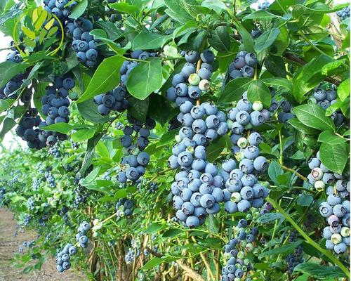 蓝莓跟樱桃是什么梗配图