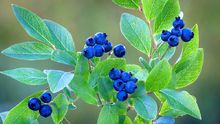 蓝莓是什么梗配图