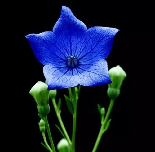 蓝色桔梗花的花语是什么配图