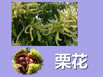 栗子花味是什么梗