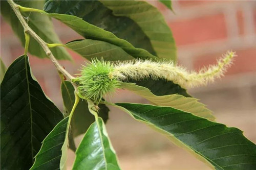 栗子花香味是什么梗