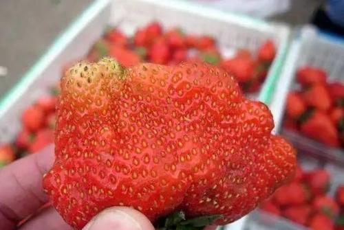 买草莓是什么梗配图