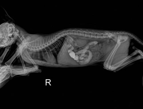 猫肠梗阻的前期症状是什么配图