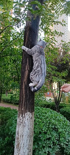 猫会爬树吗是什么梗配图