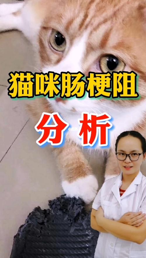 猫咪肠梗阻用什么药配图