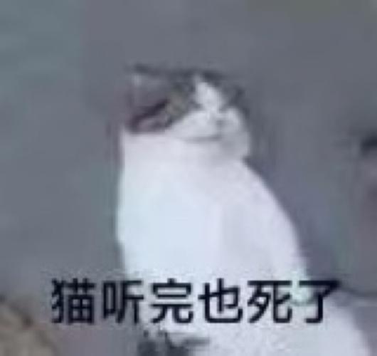 猫听完也死了什么梗配图