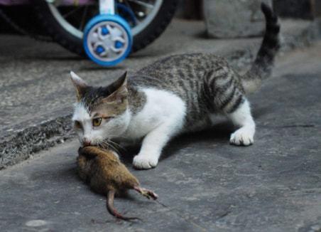 猫抓老鼠是什么梗配图