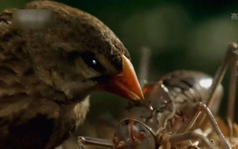 麻雀吃蟋蟀是什么梗配图