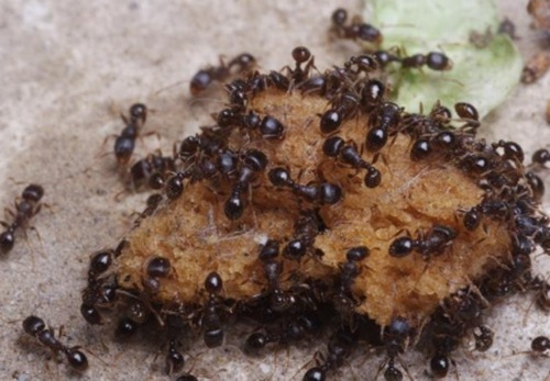 蚂蚁爬是什么梗配图