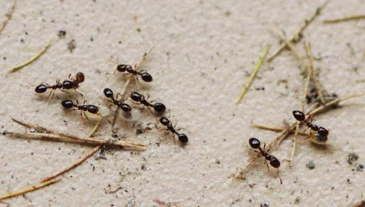 蚂蚁是什么梗配图