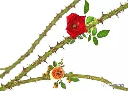 玫瑰花的刺是什么梗配图