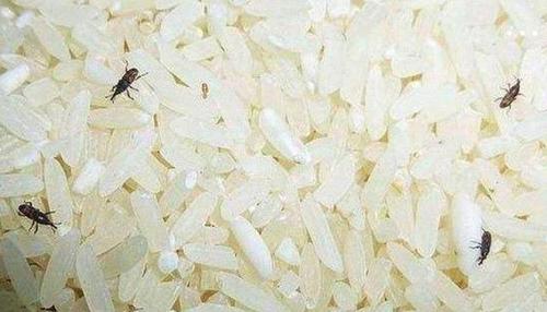 米虫是什么梗配图