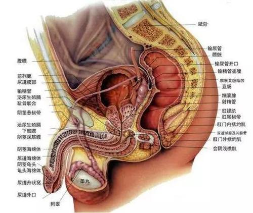 男性梗阻性无精什么原因配图