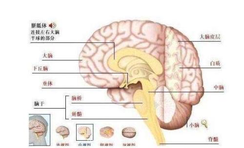 脑干梗塞前兆是什么配图