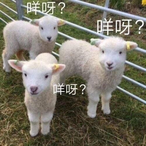 你放过羊吗是什么梗配图