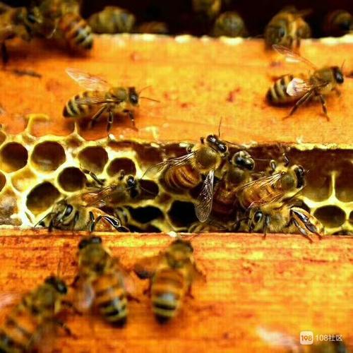 你害怕蜜蜂吗是什么梗配图