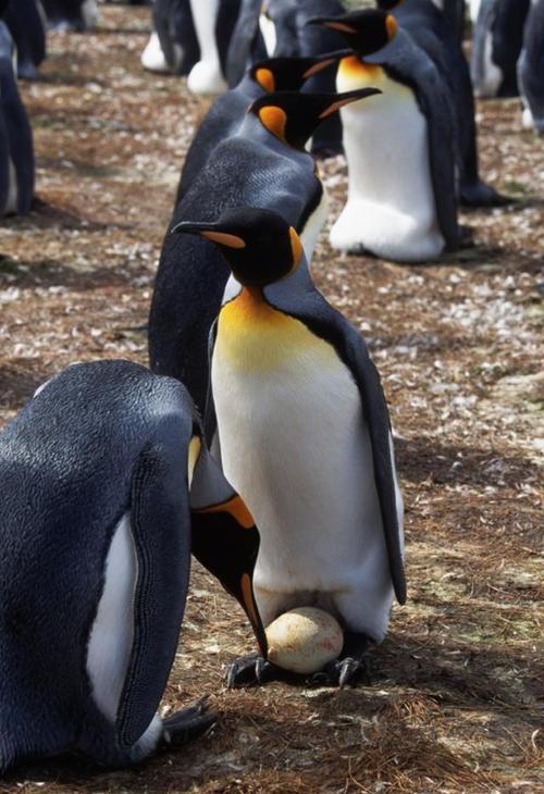 企鹅是什么梗配图