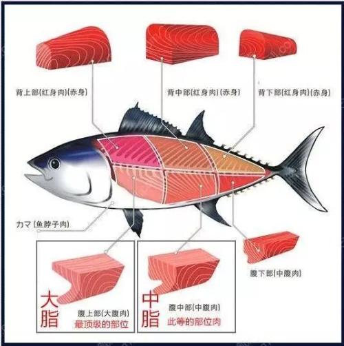 日语里金枪鱼是什么梗配图