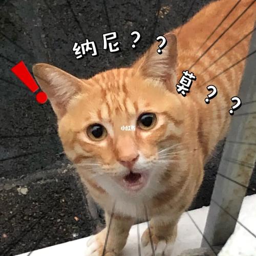 沙雕橘猫是什么梗配图
