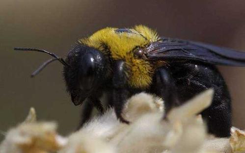 伤心的蜜蜂是什么梗配图