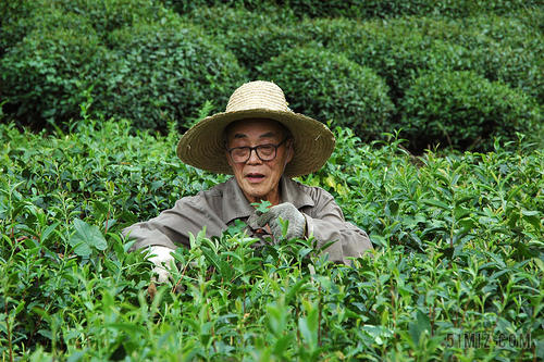 山里种茶叶的爷爷是什么梗配图