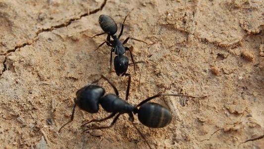 山泥若蚂蚁是什么梗配图