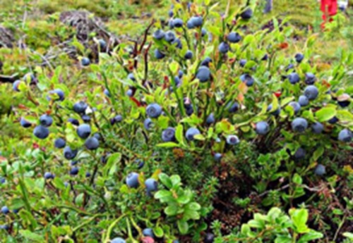俗称蓝莓是什么梗配图