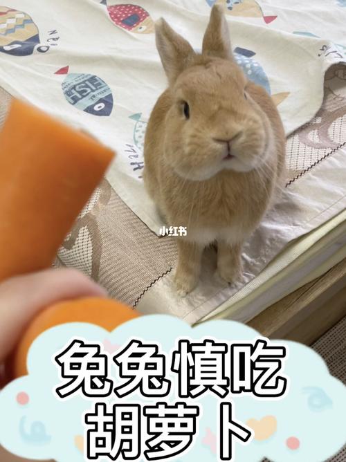 兔子不吃胡萝卜是什么梗配图