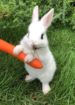 兔子吃胡萝卜是什么梗配图