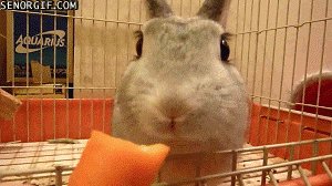 兔子和胡萝卜什么梗配图