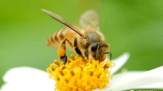 往低处飞的小蜜蜂是什么梗配图