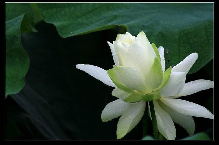 网络上白莲花是什么梗配图