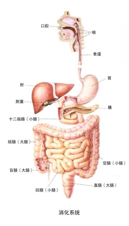 胃肠道梗阻是什么症状配图