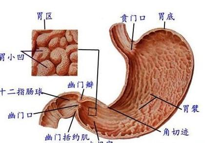 胃梗梗的是什么原因配图