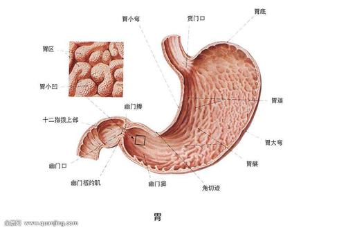 胃梗塞是什么原因配图