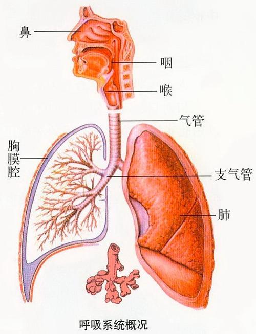 为什么吸气性呼吸困难见于上气道梗阻配图