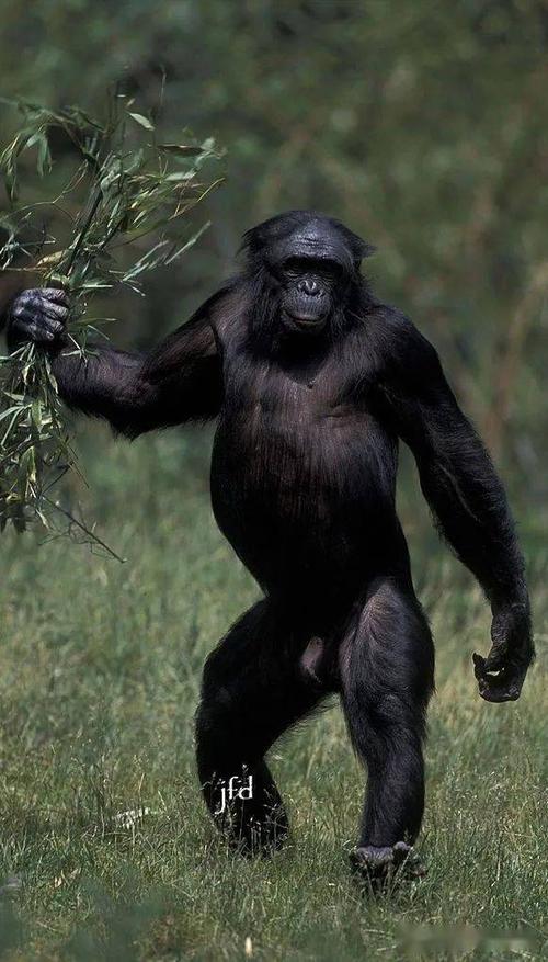 倭黑猩猩是什么梗怎么读配图